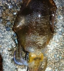 仕事終わりエギング