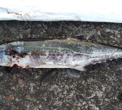 テンヤでタチウオとサゴシ