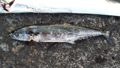 テンヤでタチウオとサゴシ