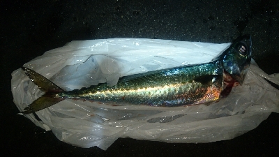 久しぶりにサビキをやってみた