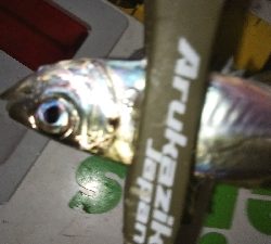 久しぶりのアジング