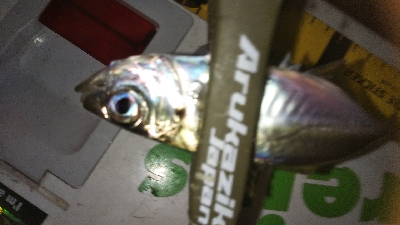 久しぶりのアジング