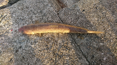 とりあえずメタルジグで