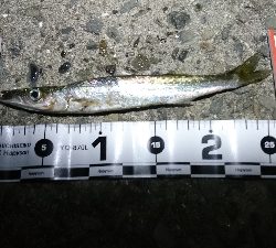 タチウオ不在