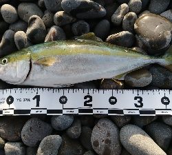 サーフショアジギ