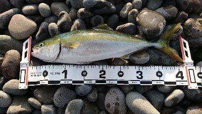 サーフショアジギ