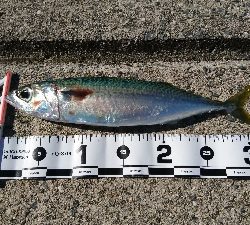 サーフショアジギ