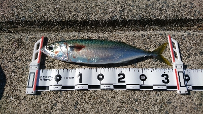 サーフショアジギ