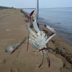 9月突入四日市サーフマゴチはまだ行ける?