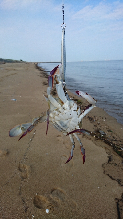 9月突入四日市サーフマゴチはまだ行ける？