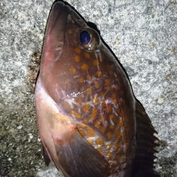 アコウ狙いが…