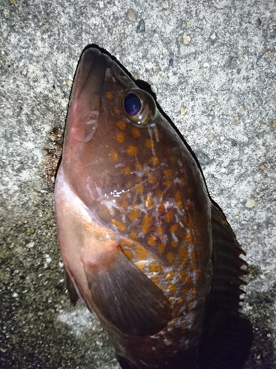 アコウ狙いが…