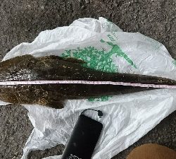 マゴチ60㎝アップ!四日市サーフ