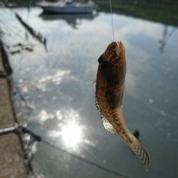 楠漁港でハゼ釣り