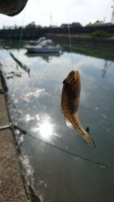 楠漁港でハゼ釣り