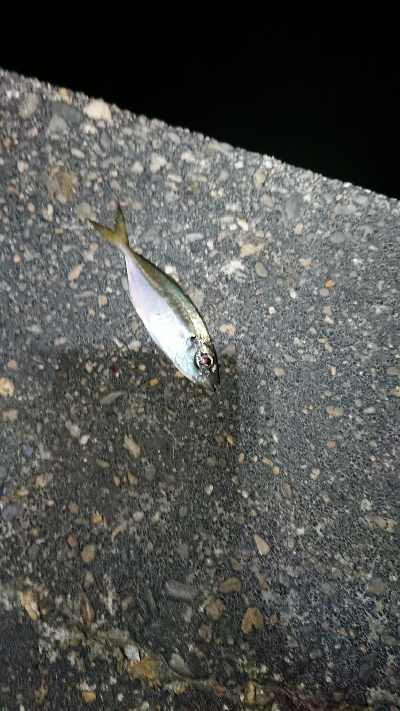 サイズアップ目指して