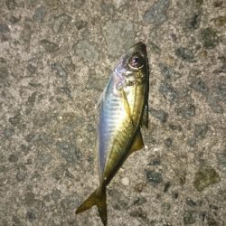 今年初のケンサキ