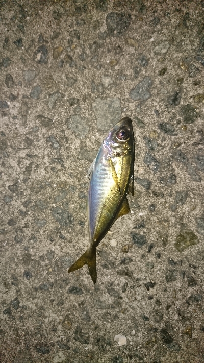 今年初のケンサキ