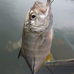 メッキ絶好調です！