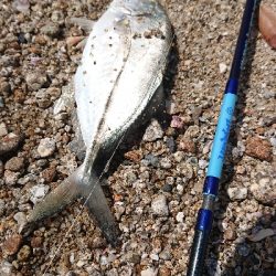 メッキ用タックルに良型シオ!