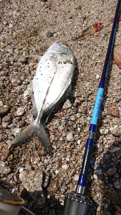 メッキ用タックルに良型シオ！