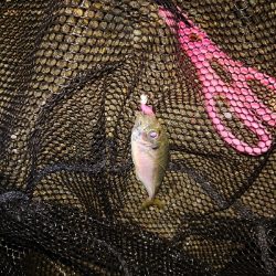 アジングしてきました