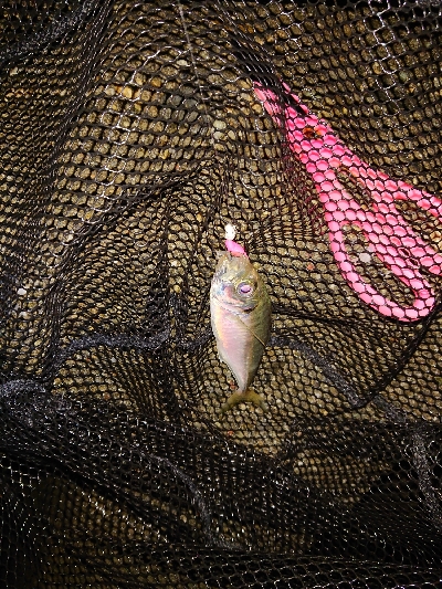 アジングしてきました