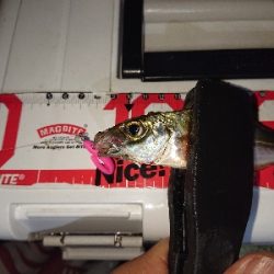 厳しいアジング