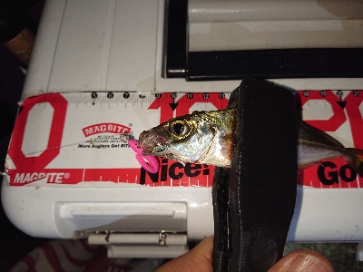 厳しいアジング