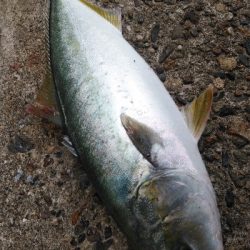 大潮なので期待しましたが…