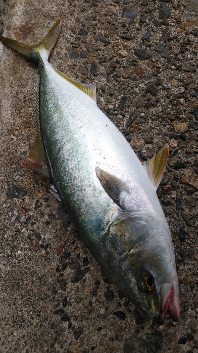 大潮なので期待しましたが…