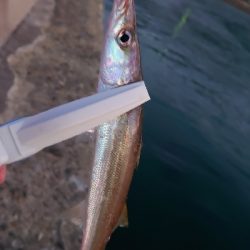 エギングの予定が