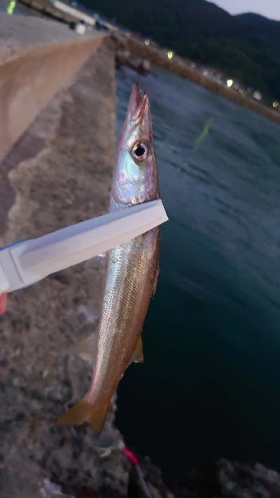 エギングの予定が