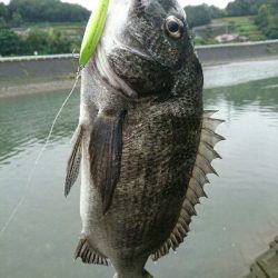 今朝の釣果