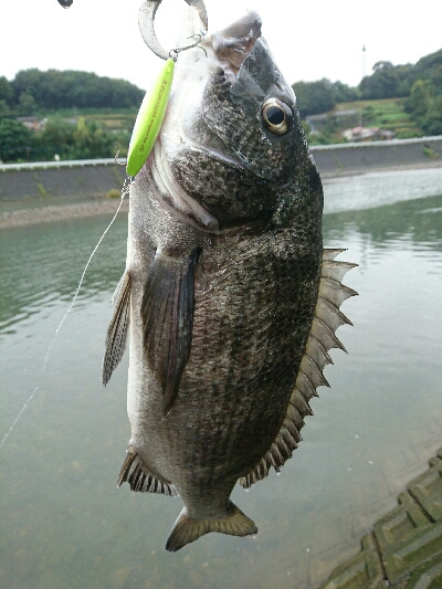 今朝の釣果