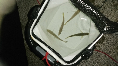 大阪から２日続けての参戦>゜)))彡