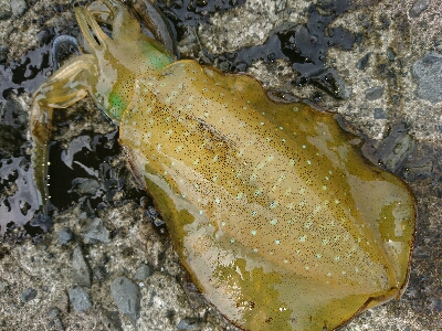 メッキ二匹&アオリイカ9匹釣果