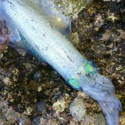 ショアジギング&アオリイカ調査