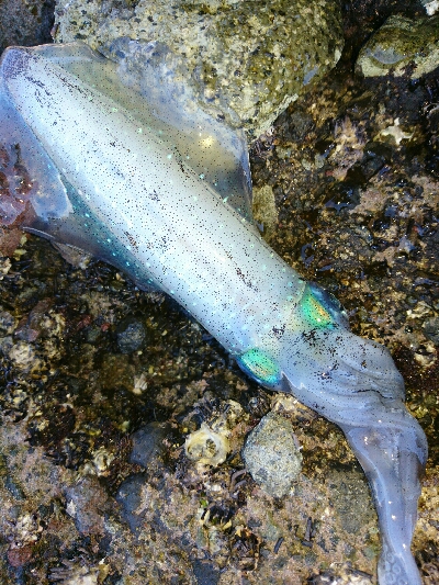 ショアジギング&アオリイカ調査