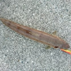 仕事帰りの夕マズメルアーフィッシング