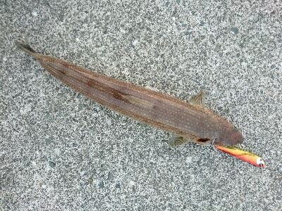 仕事帰りの夕マズメルアーフィッシング