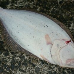 フラット調査!一投目にヒラメヒット!!