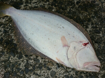 フラット調査！一投目にヒラメヒット！！