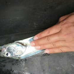 フラット狙いで、マゴチとタチウオゲット!!