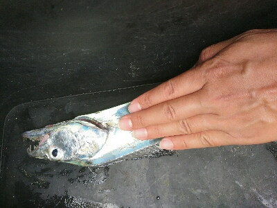 フラット狙いで、マゴチとタチウオゲット！！