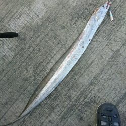 フラット狙いで、タチウオ釣果！！