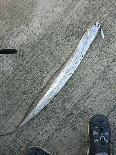 フラット狙いで、タチウオ釣果！！