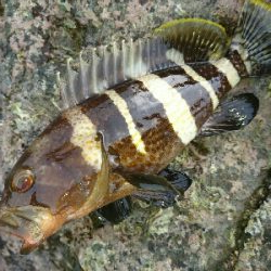 フラットフィッシュ祭り!ハタもきました。