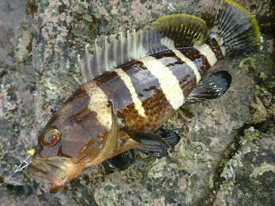 フラットフィッシュ祭り！ハタもきました。