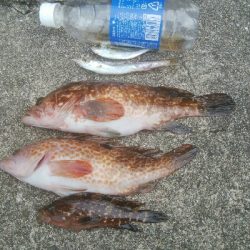 キジハタ2匹、小アジ 小カマス
